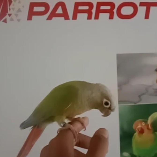 Burung Jinak Total Cinamon Conure paket murah