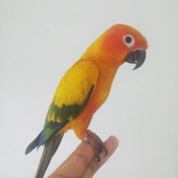 Burung Jinak Sun Conure FF murah