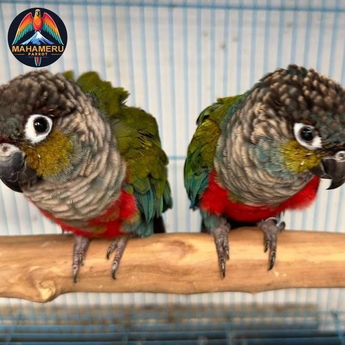 CRIMSON CONURE PARROT SEPASANG DNA murah