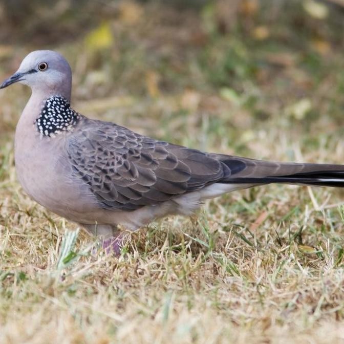 burung tekukur leopard import pilihan murah