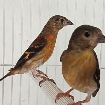 red Siskin klasik Sepasang paud murah