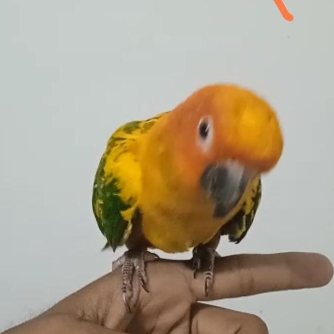 Burung Jinak Sunconure HY remaja murah