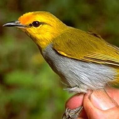 burung pleci wallacea Rajin bunyi murah