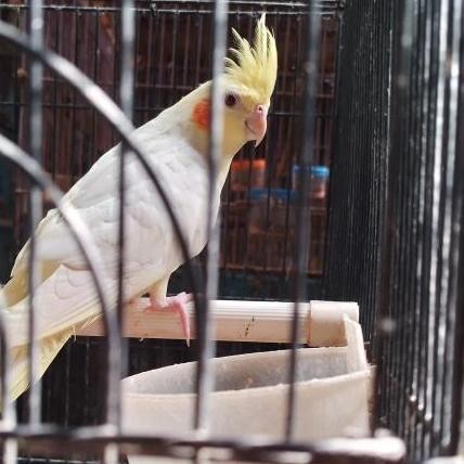 burung falk australi lutino mata merah dewasa pilihan murah