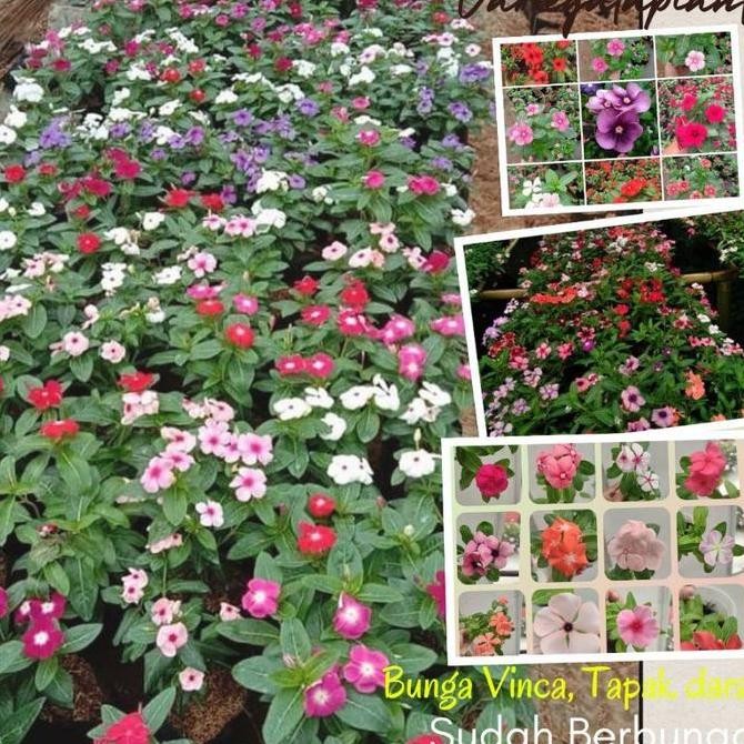 Bunga VINCA BERBUNGA - Vinca Tapak Dara - Bunga Vinca