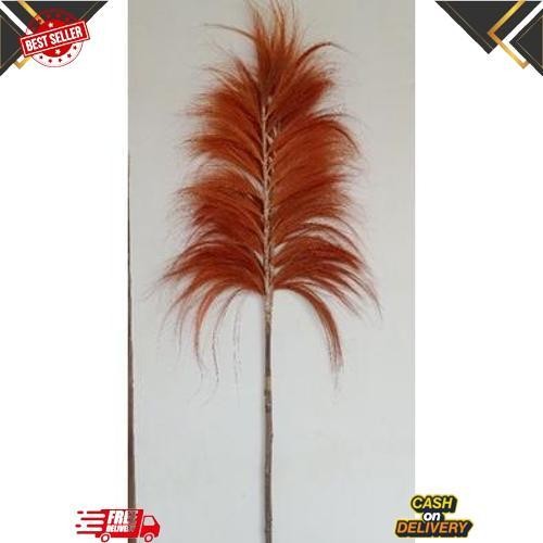 GROSIR Rayung stick/rayung stik tinggi 2 meter/Pampas tanpa bulu lokal/pampas lokal/Bunga Kering/Dek