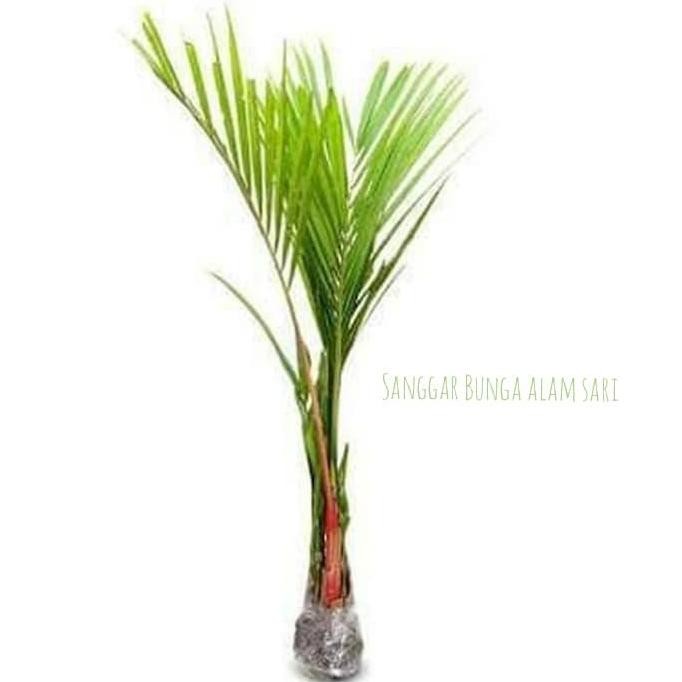 Promo Tanaman Hias Palem Merah 1 Meter COD
