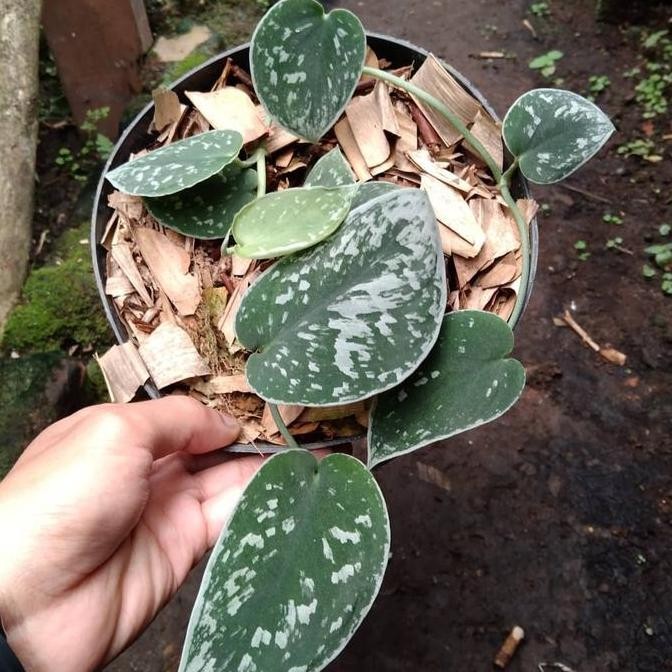 Promo scindapsus silvery ann COD