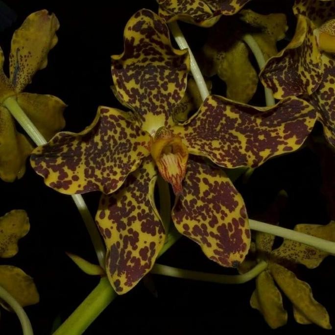 Promo Anggrek Remaja Grammatophyllum Speciosum COD