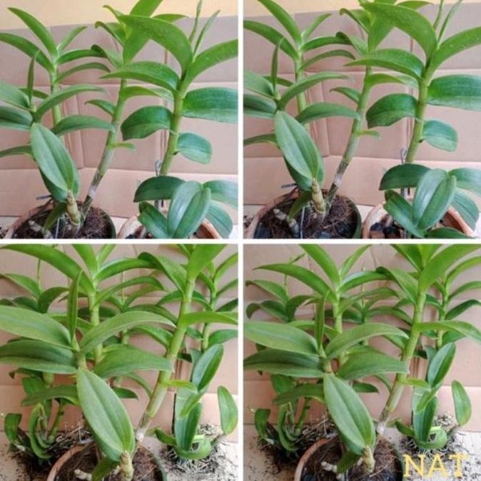 Promo Anggrek Dendrobium Jumbo isi 2 Pot COD