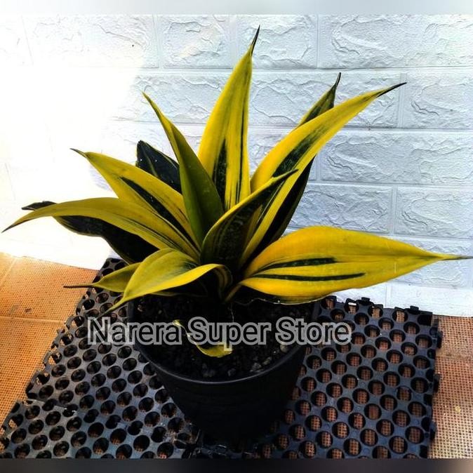 Promo Tanaman Hias Sansivera Golden Flame Lidah Mertua Mini Sansiviera Sansevieria Gold Pot Tawon In