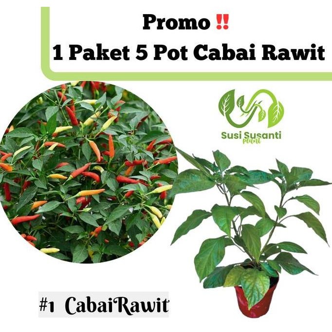 5 POT Tanaman Cabai Rit Setan Pedas COD Tanaman Pohon Hidup Bibit pohon cabe rit setan besar sudah b