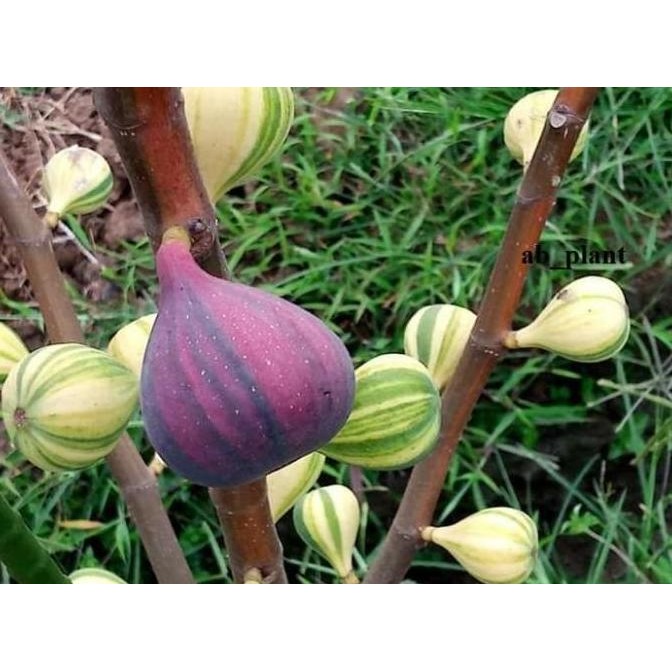 Bibit Buah Tin BNR ssote Negra Rimada Super JUMBO TOB1 yang cepat berbuah