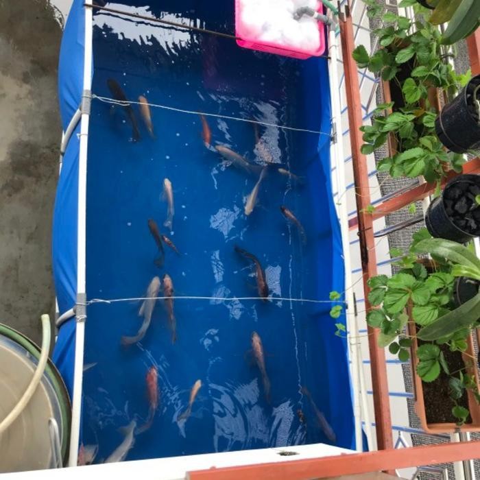terpal kolam ikan semi karet uk 2005050