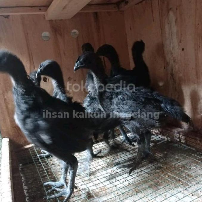 ayam cemani super