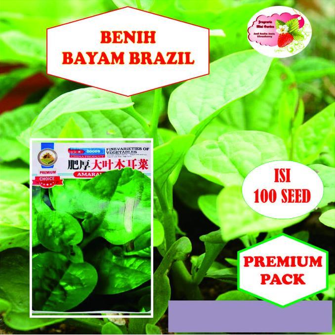 Promo Benih Bayam Brazil Isi 100 Biji Cod