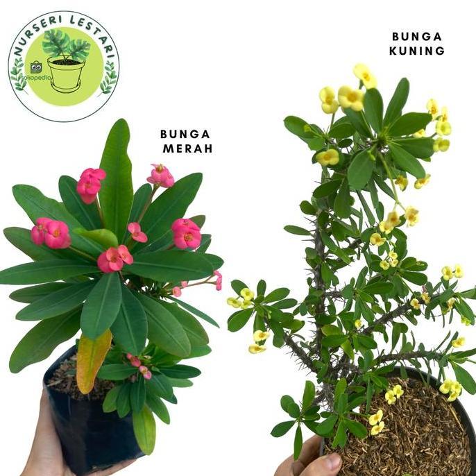 Promo Tanaman Bunga Hias Euphorbia Bunga Kecil Cod