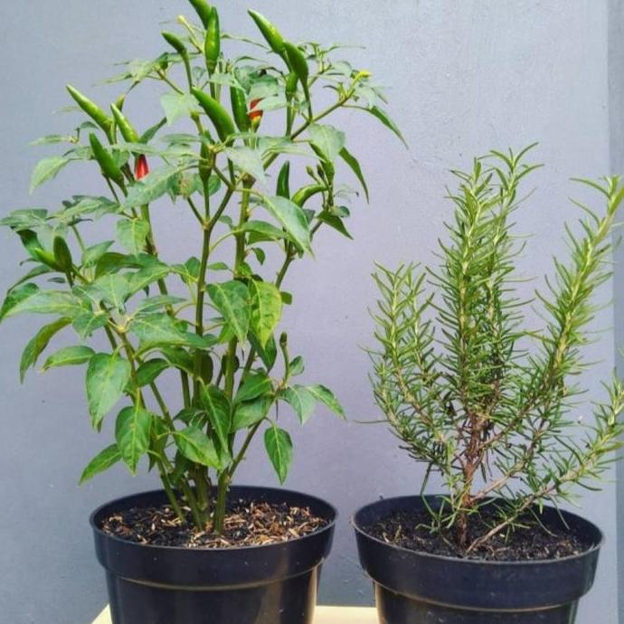 TANAMAN HIAS PEKET DAPUR CABE RAWIT + ROSMERI RIMBUN INC POT HITAM