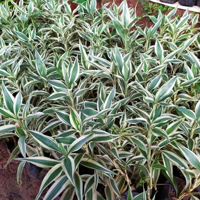 Tanaman Hias Sri Rezeki Variegata - Sri Rezeki Putih