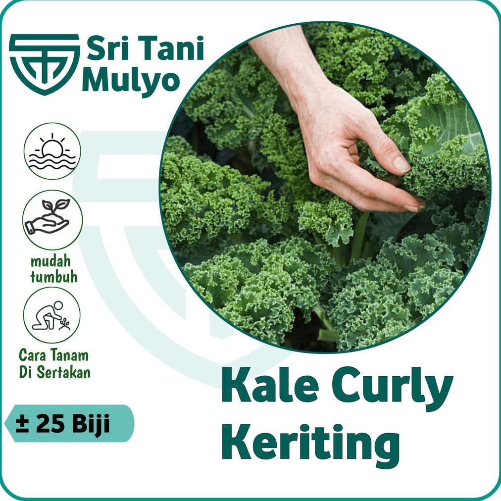 25 BIJI - BENIH BIBIT KALE GRUNER / KALE KRITING IMPORT - BIBIT SAYURAN BENIH SELADA PAKCHOY BAYAM