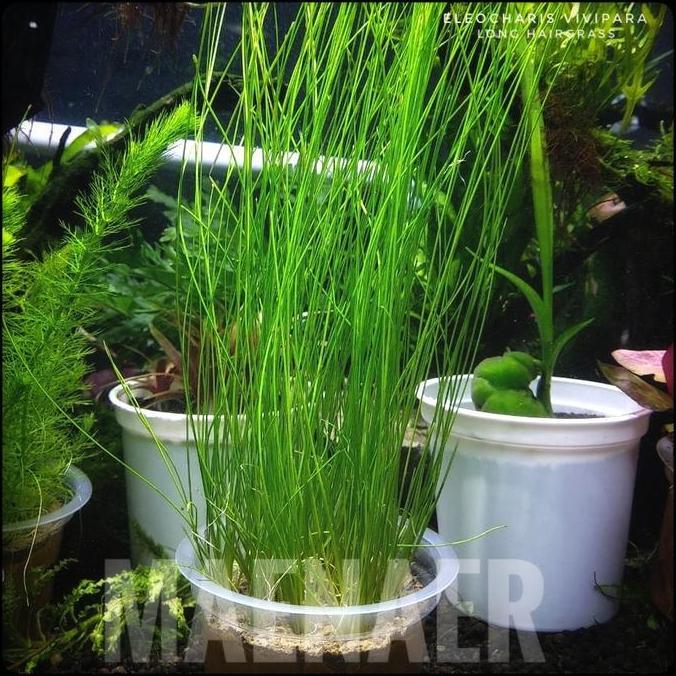 ELEOCHARIS VIVIPARA LONG HAIRGRASS FULL AIR TANAMAN AQUASCAPE LOW CO2 MAENAER