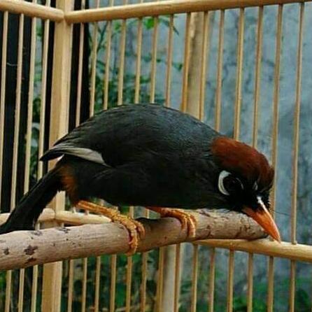 BURUNG POKSAY MANDARIN GACOR MEWAH