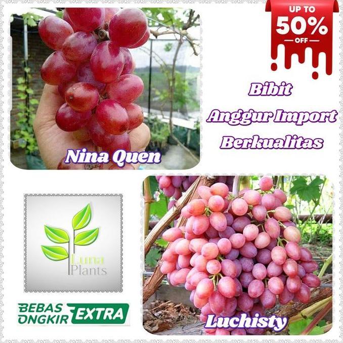 Yard- Bibit Anggur Import - Bibit Buah Anggur Import