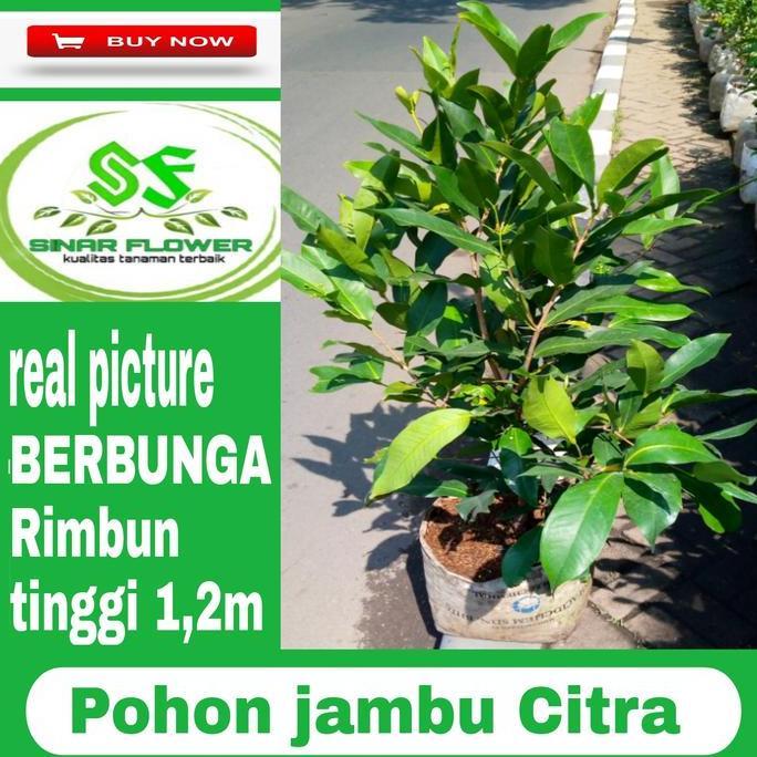 POHON JAMBU AIR CITRA POHON JAMBU SUDAH BERBUNGA