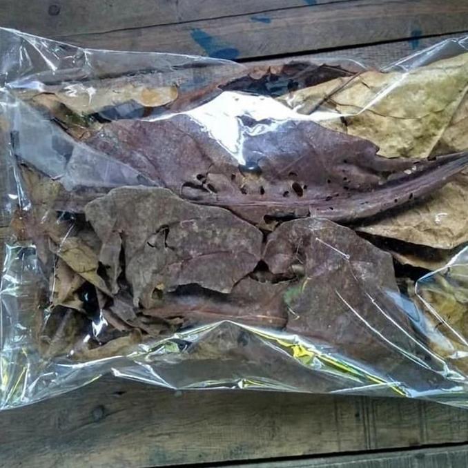 DAUN KETAPANG KERING ALAMI UNTUK IKAN CUPANG DAN IKAN LAINYA