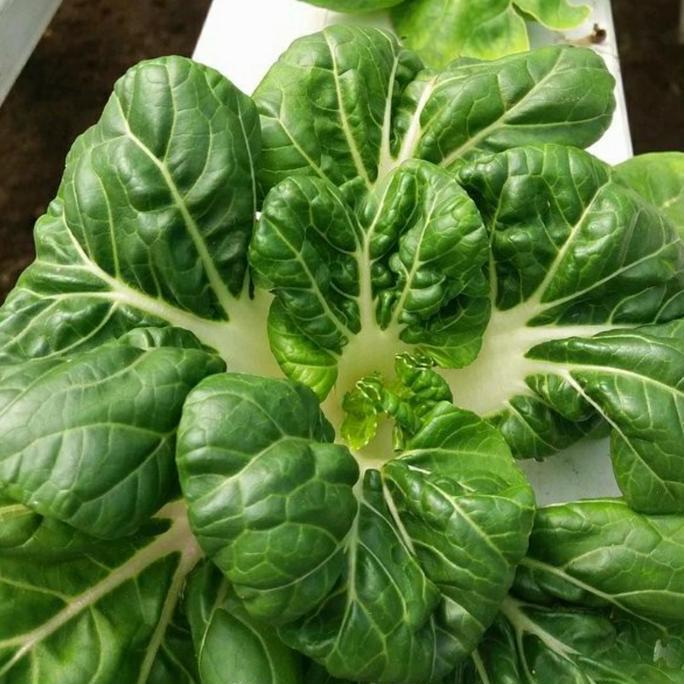 BENIH SAYUR NAI BAI - ( 50 GRAM )