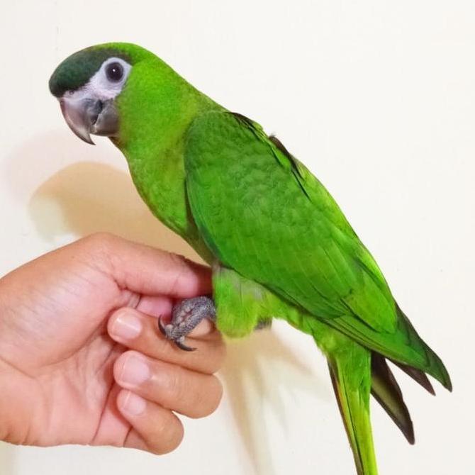 BURUNG HANS MACAW