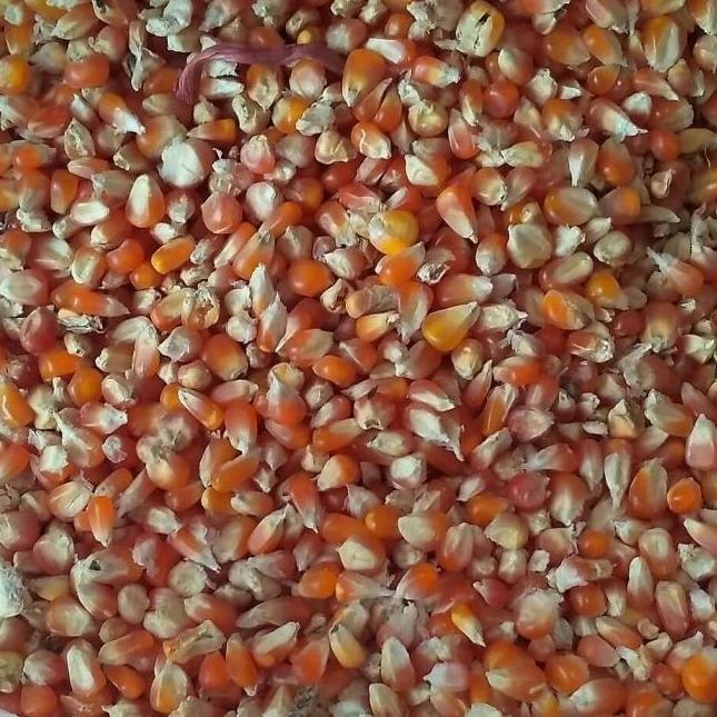 JAGUNG KRISTAL PAKAN BURUNG MERPATI SETENGAH KILOGRAM 1/2 KG