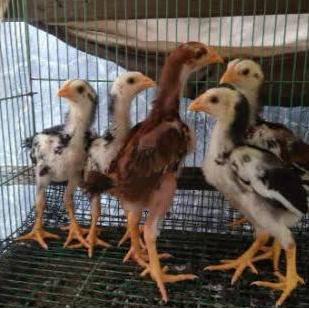 Ayam Pakhoy Import Ori - Ayam Pakhoy Asli