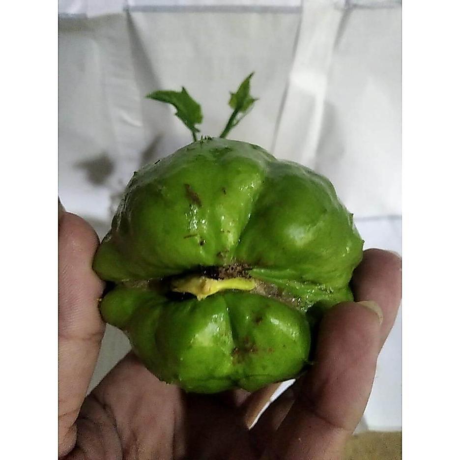 Bibit Unggul Labu Siam Siap Tanam/waluh siam/waluh sayur