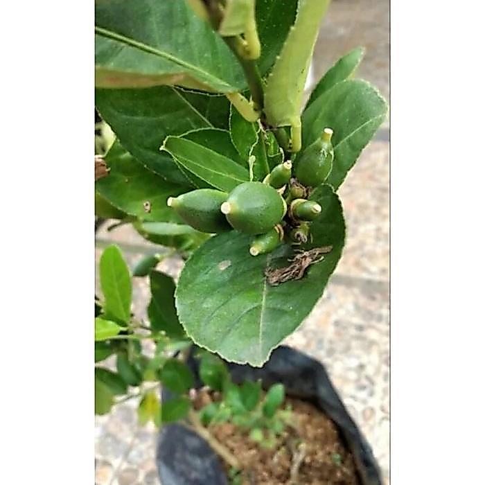 READY Bibit Tanaman Buah Jeruk Lemon California Okulasi - Lemon California Harum - Lemon California