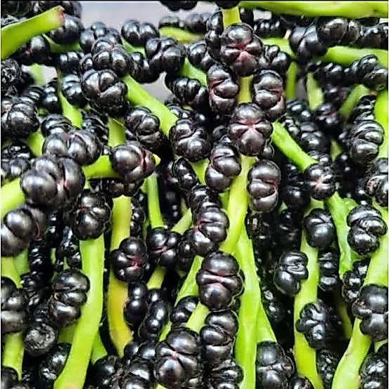 NEW Buah Angkung Segar Asli Obat Stroke Buah Angkung Herbal Organik 100%