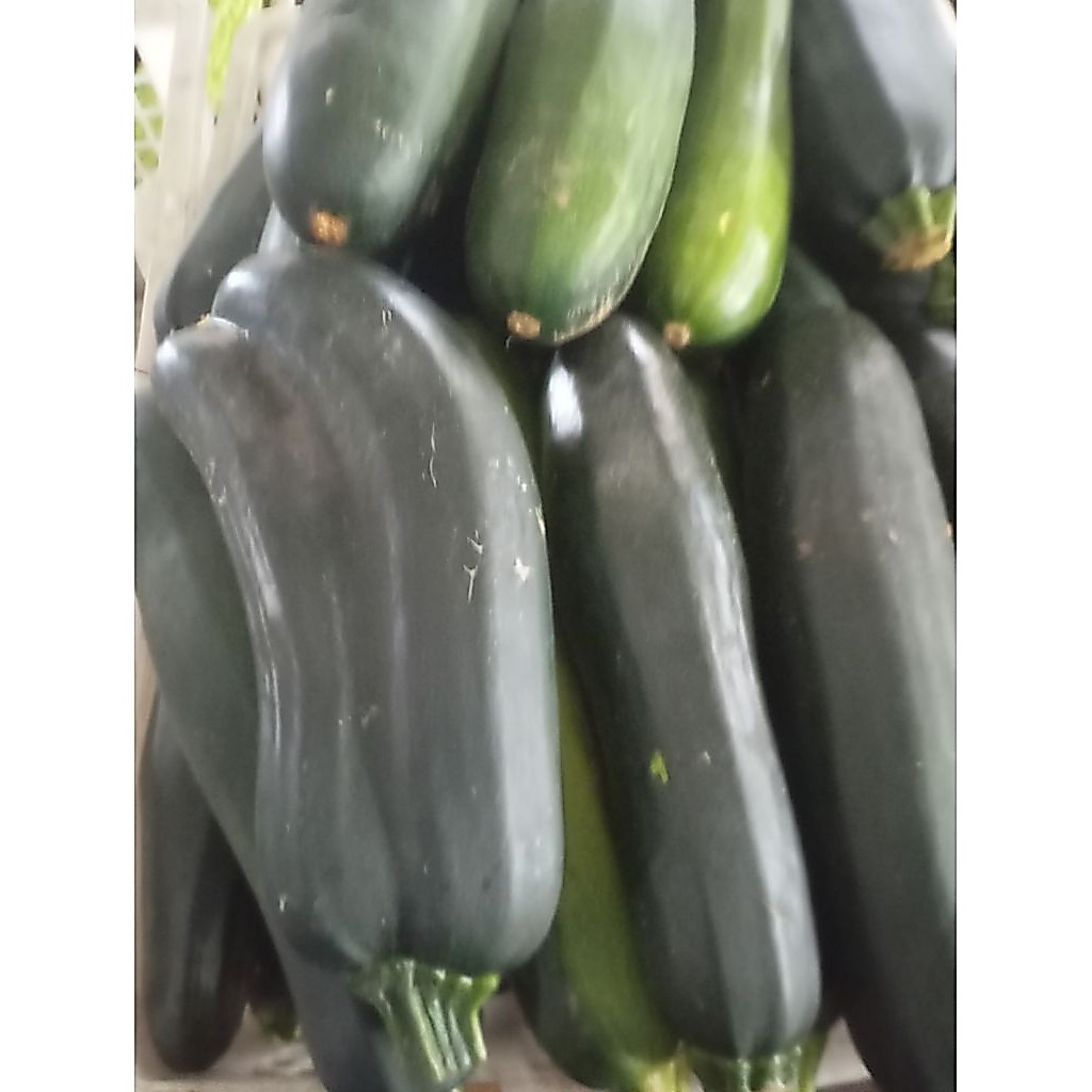 Buah Timun Jepang / Sukini / Zucchini