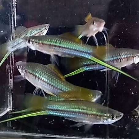 platy pedang hijau menyala