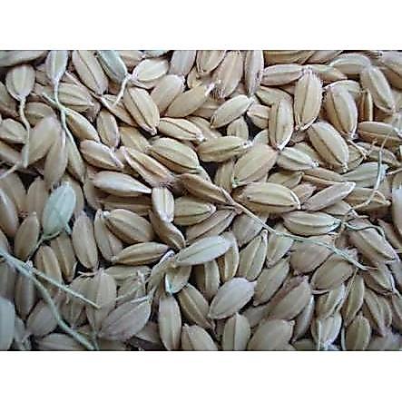GABAH LAMPUNG / GABAH BANGKOK KECIL 1 KG