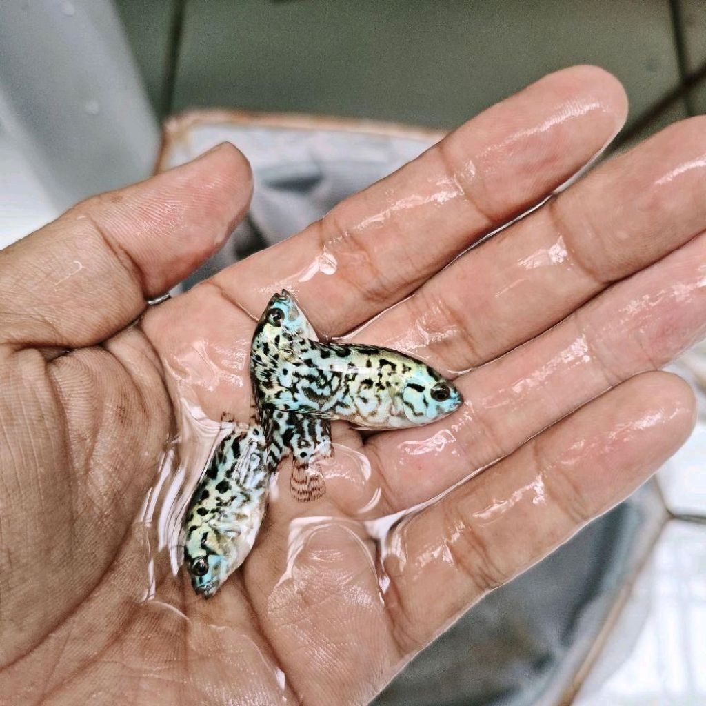 CICHLID EBJD elektrik blue jack dampsey