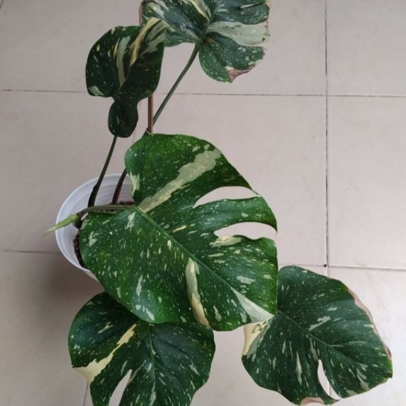 monthai