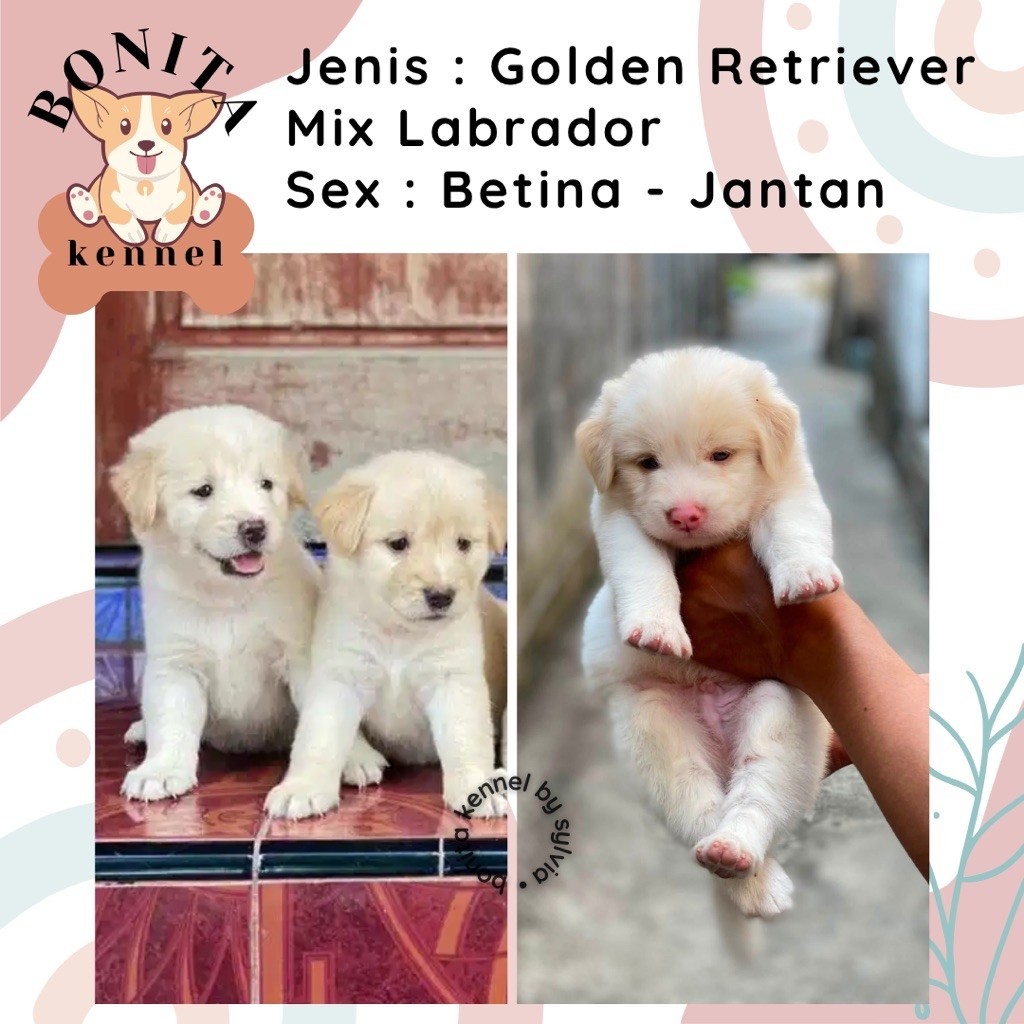 Labrador Mix Golden Retriever Anak Anjing Labrador Mix Golden Jantan Betina