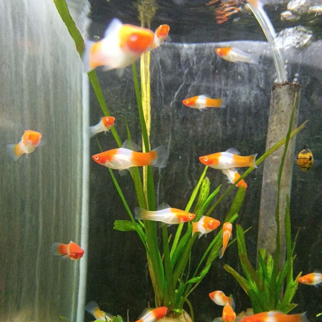 Plati kohaku