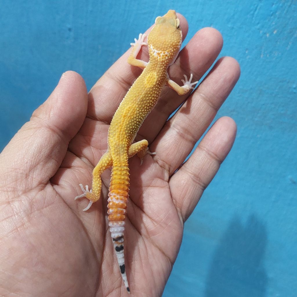 Mainan Leopard Gecko Emerine