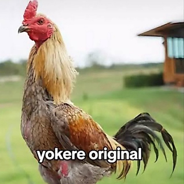 Telur ayam yokere - original
