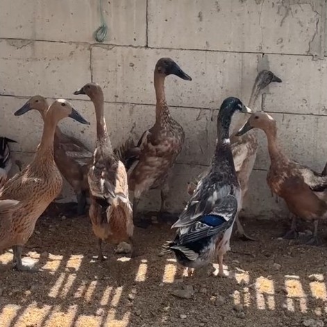 Bebek Mojosari Jantan