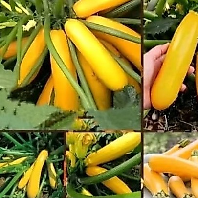 Biji benih zucchini kuning