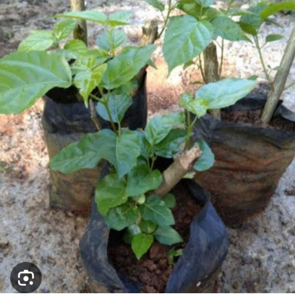 bibit waung, bibit tanaman waung. tanaman herbal waung.