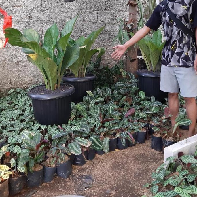 Tanaman Hias Anthurium Jemani - Anthurium jemani jumbo PAN