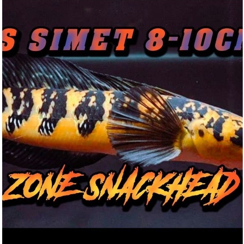 ys simet 10-12cm